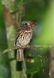 Semicollared Puffbird